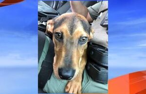 BSO Deputy Saves Dog Thrown In Dumpster In Deerfield Beach