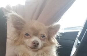 Good Samaritans Need Help Dog Found In Cove Mans Wedding Ring Found At Beach