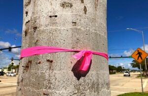 Tree City USA Deerfield Beach Maybe Not So Much