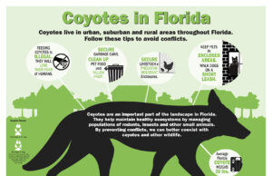 MORE COYOTE SIGHTINGS IN DEERFIELD BEACH-LIVING WITH COYOTES-MOST READ STORY OF 2026