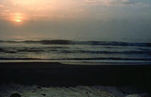 Sea Turtle Nesting