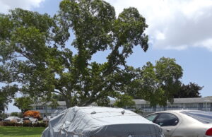 ALL WRAPPED UP AND NO PLACE TO GO SNOWBIRDS WRAP UP THEIR CARS FOR SUMMER