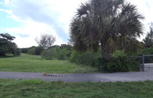 FWC KILL THEM WHERE YOU CAN IGUANA INSTRUCTIONS CAUSE OK CORRAL EFFECT CONFUSION AND DANGER