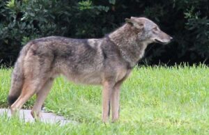 MORE COYOTE SIGHTINGS IN DEERFIELD BEACH