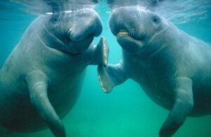 MANATEE SEASON STARTS TODAY