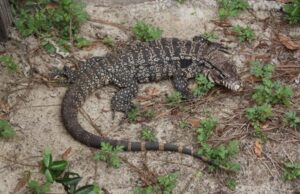 THIS WEEK IN FLORIDA SIGHTINGS IT IS THE TEGU