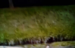 GOOD SAMARITANS RESCUE WOMAN WHO HAD SEIZURE FROM CAR SINKING IN CANAL