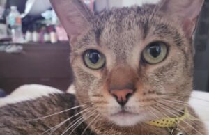 DEERFIELD BEACH CANCER PATIENT NEEDS HELP FINDING LOST CAT-LET’S FIND MOCHA