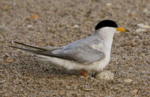 Deerfield Beach Home To Least Tern