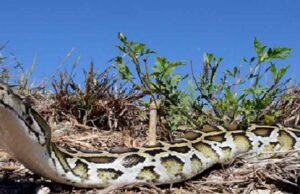 PYTHONS FLORIDAS OTHER INVASIVE SPECIES PROBLEM