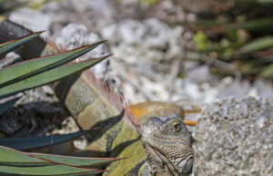 IGUANAS, IGUANAS, IGUANAS-EVEN MAKING THEIR WAY INTO BROWARD TOILETS