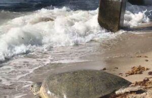 SEA TURTLE NESTING SEASON HAS BEGUN