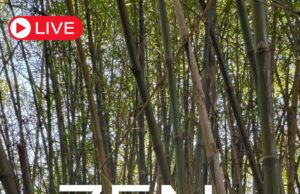 Subscribe to The Deerfield Beach Zen Cam