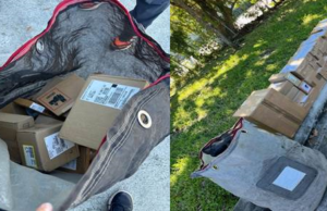 SUSPECTED I PHONE THIEF A UPS EMPLOYEE NABBED BY BSO