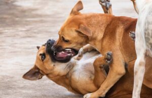 John Slattery, and the Dangers of Being Pro Dog Fighting John Slattery, and the Dangers of Being Pro Dog Fighting